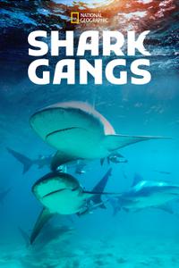 Shark Gangs (2021) Cover.